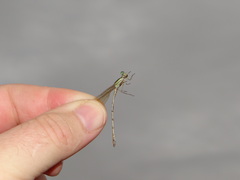 Lestes barbarus