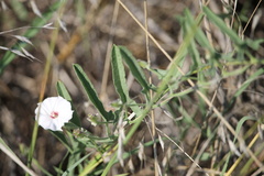 Convolvulus equitans