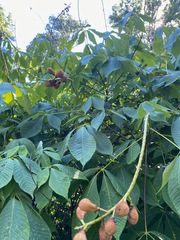 Aesculus parviflora