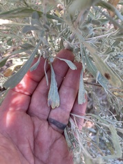 Artemisia tridentata