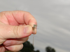Lestes barbarus