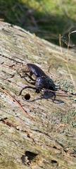 Prionus coriarius