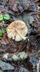 Entoloma