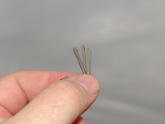 Lestes barbarus
