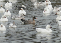 Anser brachyrhynchus