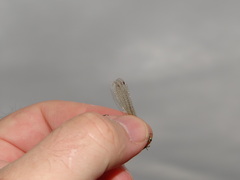 Lestes barbarus