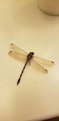 Erpetogomphus compositus