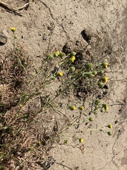 Grindelia squarrosa