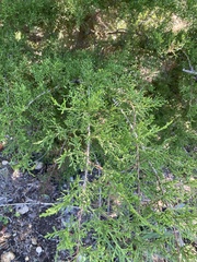 Juniperus ashei