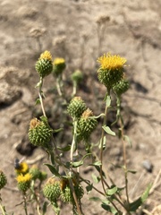 Grindelia squarrosa