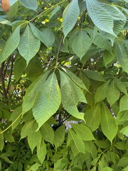 Aesculus parviflora