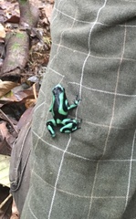 Dendrobates auratus