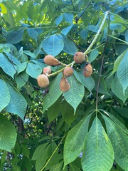 Aesculus parviflora