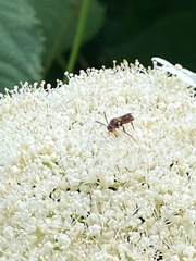 Nomada