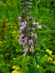 Teucrium canadense