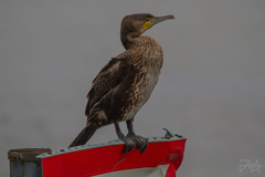 Phalacrocorax carbo