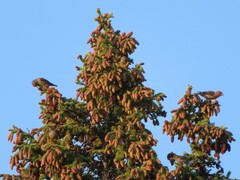Picea engelmannii