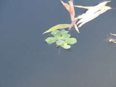 Pistia stratiotes