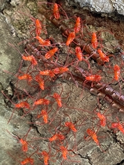 Leptoglossus oppositus