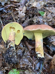 Baorangia