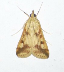 Achyra bifidalis