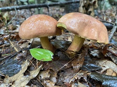 Baorangia