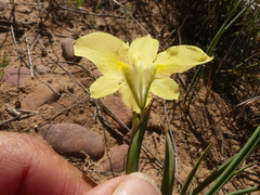 Moraea fugax