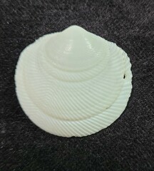 Divalinga quadrisulcata