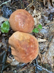 Baorangia