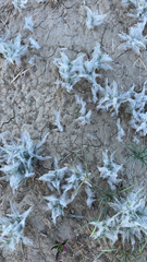 Scleropogoninae
