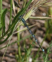 Erythromma lindenii