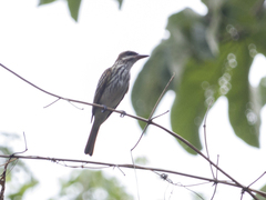 Myiodynastes maculatus