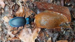 Carabus violaceus