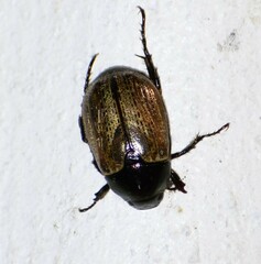 Anomala flavipennis