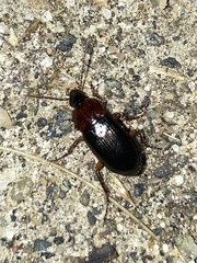 Calathus melanocephalus