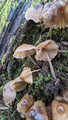 Mycena