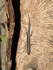 Cryptoblepharus pulcher