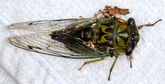 Neotibicen linnei