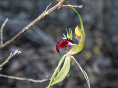 Caladenia parva