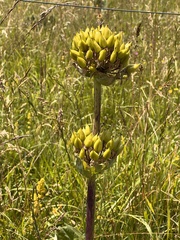 Gentiana lutea
