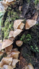 Mycena