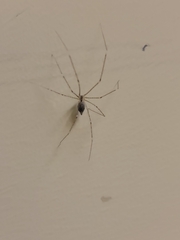 Crossopriza
