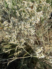 Eriogonum effusum