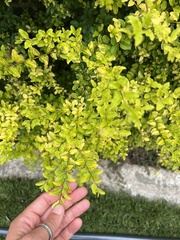 Forestiera ligustrina