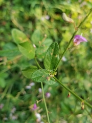 Desmodium perplexum