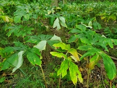 Podophyllum peltatum