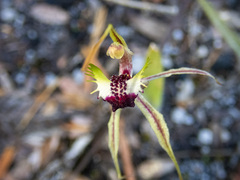 Caladenia parva