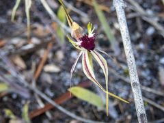 Caladenia parva
