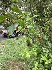 Morus alba