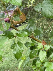 Morus alba